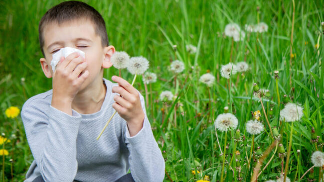 Alergije Domžale – pomoč in zdravila v Lekarni Vir, Čufarjeva 23, 1230 Domžale, farmacevtski nasveti za alergije